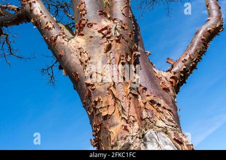 Acer griseum tree in winter with a blue sky which is commonly known as Paperbark Maple, stock photo image Stock Photo