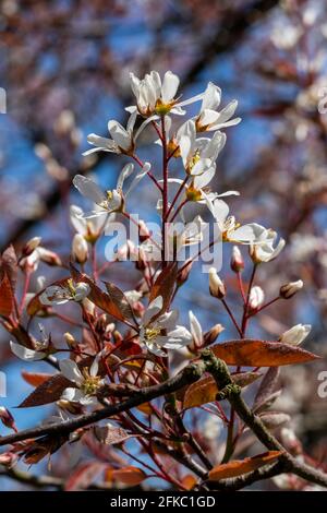 Amelanchier lamarckii a small deciduous tree with a white blossom flower in early spring commonly known as snowy mespilus or juneberry Stock Photo