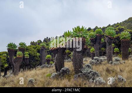 Dendrosenecio kilimanjari - high altitude Moorland zones unique plant. It is a giant groundsel found on Mount Kilimanjaro in Africa, Tanzania Stock Photo