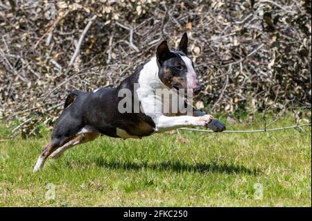 Tri Color Running Tri-Colored miniature bull terrier enjoying the sun and a day playing ...