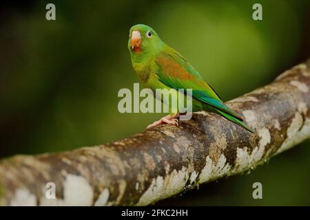 Tovi orange-chinned parakeet, Brotogeris jugularis, portrait of light green parrot with red head, Costa Rica. Wildlife scene from tropical nature. Bir