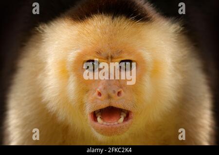 Close-up detail of monkey face. White-headed Capuchin, black monkey sitting on tree branch in the dark tropical forest. Wildlife of Costa Rica. Travel Stock Photo