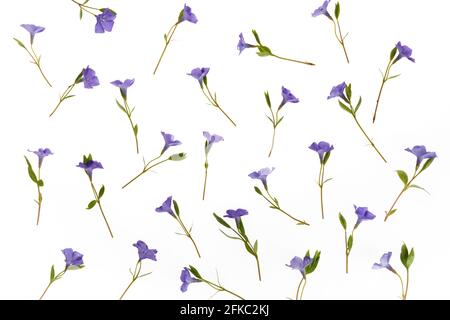 Flowers texture. Purple periwinkle flowers pattern on a white background. Stock Photo