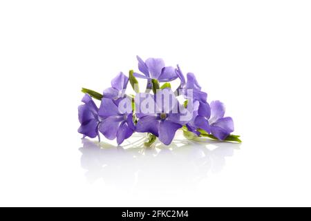 Beautiful blue periwinkle flower with isolated on white background. Purple flower. Stock Photo