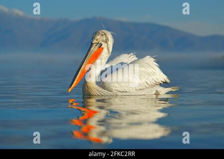 Bird landing to the blue lake water. Bird fly. Dalmatian pelican, Pelecanus crispus, landing in Lake Kerkini, Greece. Pelican with open wings. Wildlif Stock Photo