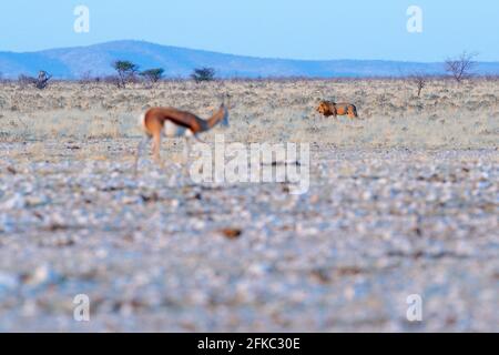 Lion and Springbok antelope in the African dry habitat, Etocha NP, Namibia. Mammal from Africa. Springbok in evening back light. Sunset on safari in N Stock Photo