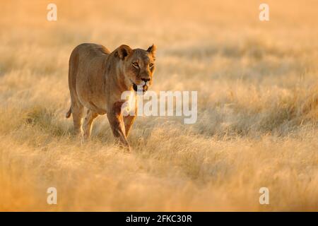 Big angry female lion in Etosha NP, Namibia. African lion walking in the grass, with beautiful evening light. Wildlife scene from nature. Animal in th