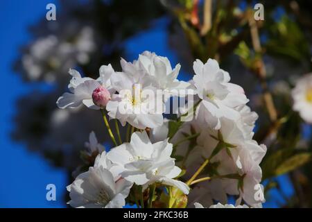 Low angle view on isolated wild white and little pink cherry blossom tree (prunus avium) against dark blue cloudless clear sky Stock Photo