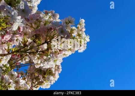 Low angle view on isolated wild white and little pink cherry blossom tree (prunus avium) against dark blue cloudless clear sky Stock Photo