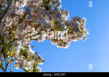 Low angle view on isolated wild white and little pink cherry blossom tree (prunus avium) against dark blue cloudless clear sky Stock Photo