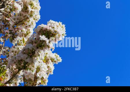 Low angle view on isolated wild white and little pink cherry blossom tree (prunus avium) against dark blue cloudless clear sky Stock Photo
