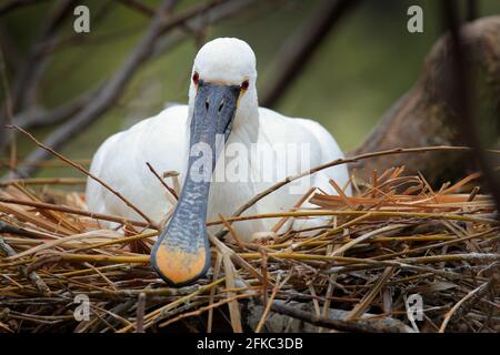 Bird spring behaviour in the nest. Eurasian Spoonbill, Platalea leucorodia, sitting on the nest, detail portrait of bird with long flat bill. Wildlife Stock Photo