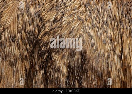 Detail plumage feathers of Common Emu, Dromaius novaehollandiae, biggest bird from Australia. Beautiful art close-up detail from bird nature. Brown fe Stock Photo