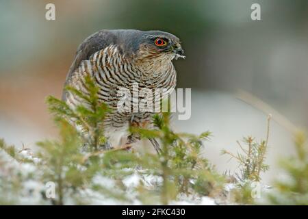 Eurasian sparrowhawk, Accipiter nisus, sitting on the snow in the forest with caught little songbird. Wildlife animal from nature. Bird in the winter Stock Photo