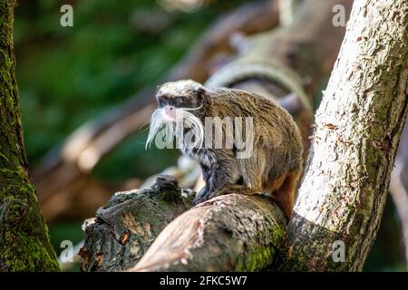 Emperor Tamarin Stock Photo