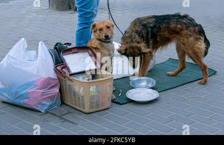 Homeless dogs, for which volunteers raise funds for food. In front of the dog there is a sign with the inscription: for food. Stock Photo
