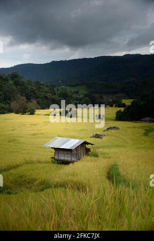 The beautiful scenery of the golden terraced rice field in Khun Pae, Chiang Mai, Thailand. Stock Photo