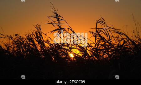 Dried grass and reeds blowing in wind seen from low with sun setting behind Stock Photo