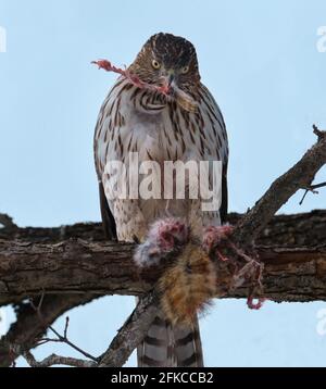 Cooper's Hawk, Accipiter cooperii, eating red squirrel pray while perched.  With the paw of animal in beak Stock Photo