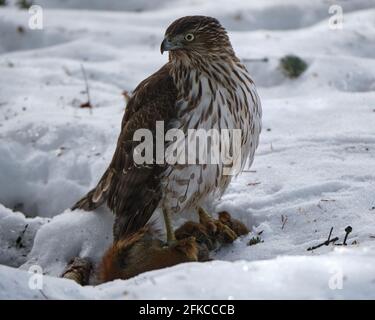 Cooper's Hawk, Accipiter cooperii, standing over red squirrel pray it just cought in snow Stock Photo
