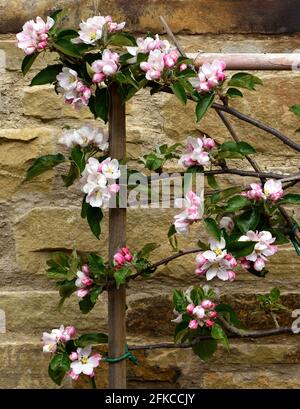 Blossom of Jupiter Apple growing on a cordon. Stock Photo