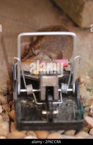 Mouse trap Stock Photo