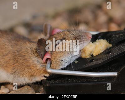 Mouse trap Stock Photo