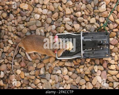 Mouse trap Stock Photo