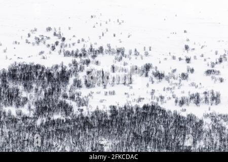 Aerial view over birch trees in the snow of taiga / boreal forest and transition with open tundra in winter Stock Photo