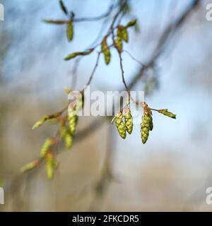Inflorescence of a hornbeam (Carpinus betulus) in a park in Germany in springtime Stock Photo