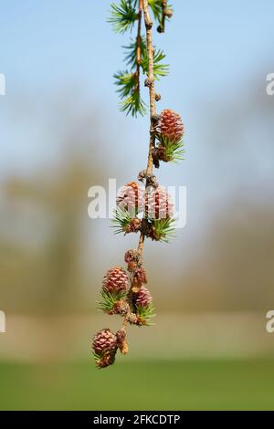 Young female cones of a Japanese larch (Larix kaempferi) in spring in a park near Magdeburg in Germany Stock Photo