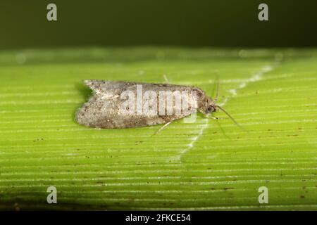 Caterpillar tortrix moth (Tortricidae) on leaves of corn plants. Stock Photo