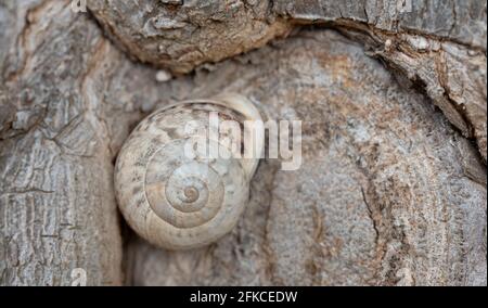 Close-up of a snail in the snail shell, which is great camouflage on a tree trunk Stock Photo