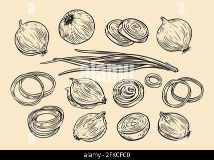 Onion bulb and rings sketch. Fresh vegetables set hand drawn vector illustration Stock Vector