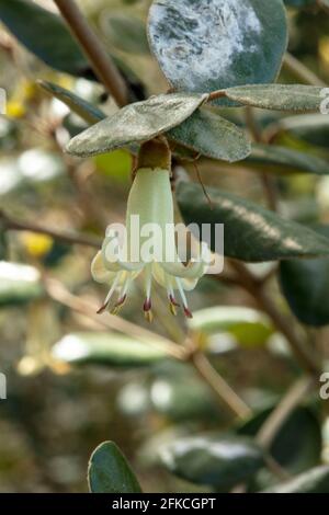 Correa backhouseana, Backhouse Australian fuchsia, Correa reflecta 'Backhousiana', Correa backhousiana, flower and foliage Stock Photo