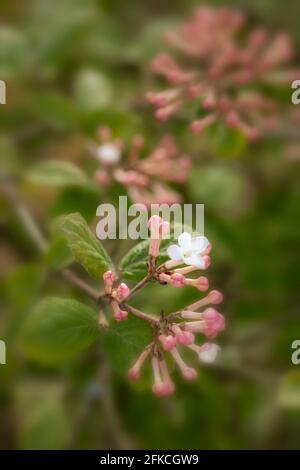 Vibrant trusses of Viburnum × juddii, Judd viburnum, buds and early flowers on a medium sized shrub in bright spring sunshine Stock Photo