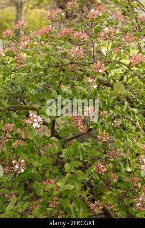 Vibrant trusses of Viburnum × juddii, Judd viburnum, buds and early flowers on a medium sized shrub in bright spring sunshine Stock Photo