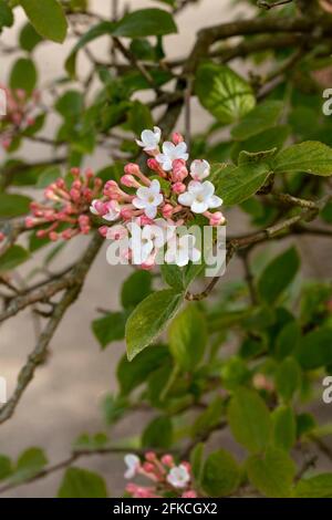 Vibrant trusses of Viburnum × juddii, Judd viburnum, buds and early flowers on a medium sized shrub in bright spring sunshine Stock Photo