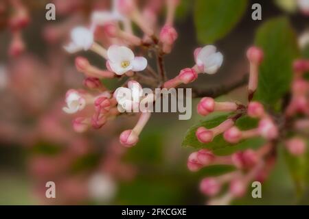 Vibrant trusses of Viburnum × juddii, Judd viburnum, buds and early flowers on a medium sized shrub in bright spring sunshine Stock Photo