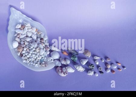 Some colorful sea shells dropping from giant see shell, lilac background. Stock Photo
