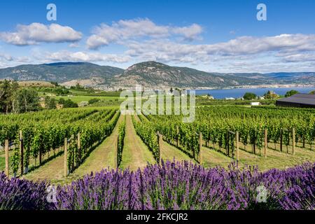 PENTICTON, CANADA - JULY 04, 2020: vine farm in a lake valley with lavender flowers in the foreground. Stock Photo