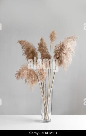 Pampas grass in a glass vase near grey wall. Modern dry flower decor. Stock Photo