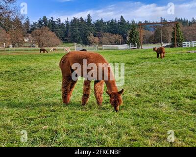Several brown and black alpacas grazing in a field in Northern Washington on a bright, sunny day Stock Photo