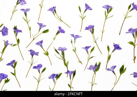 Flowers texture. Purple periwinkle flowers pattern on a white background. Stock Photo