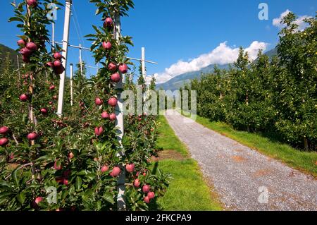 Cultivation of apples in Venosta Valley (Vinschgau), Bolzano, Trentino-Alto Adige, Italy Stock Photo