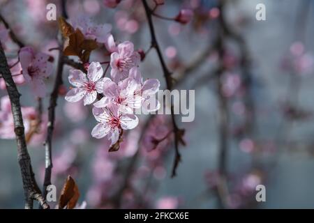 Cherry tree blossoms in the springtime. Branches of sunny cherry tree with white flowers on blue sky background. Close up of cherry tree blossom Stock Photo