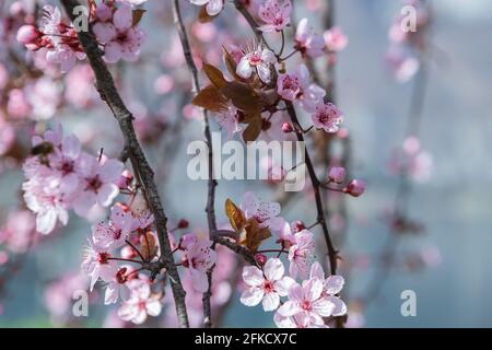 Cherry tree blossoms in the springtime. Branches of sunny cherry tree with white flowers on blue sky background. Close up of cherry tree blossom Stock Photo