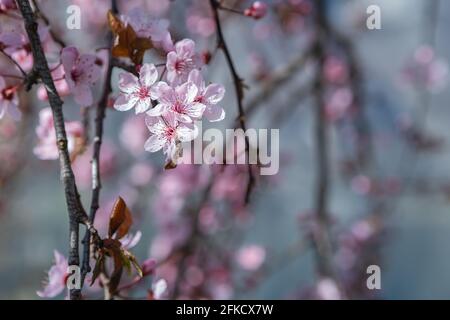 Cherry tree blossoms in the springtime. Branches of sunny cherry tree with white flowers on blue sky background. Close up of cherry tree blossom Stock Photo