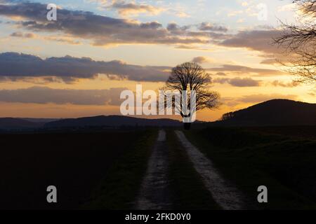 solitaire tree on the side of a farm road. silhouette of leafless branches in the sunset Stock Photo