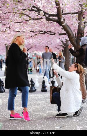 Stockholm, Sweden - April 30, 2021: A blonde young woman poses for another woman who takes a picture of her under the blooming Japanese cherry trees i Stock Photo